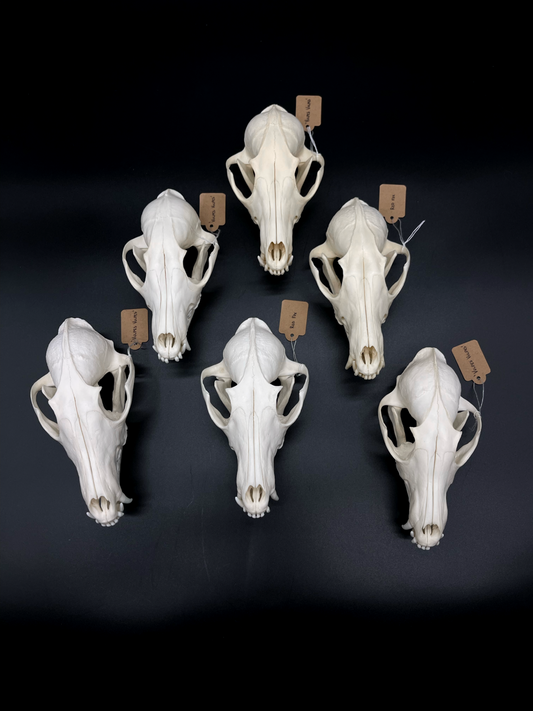 A- Grade Red Fox Skull