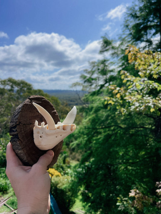 Mounted wild boar tusks