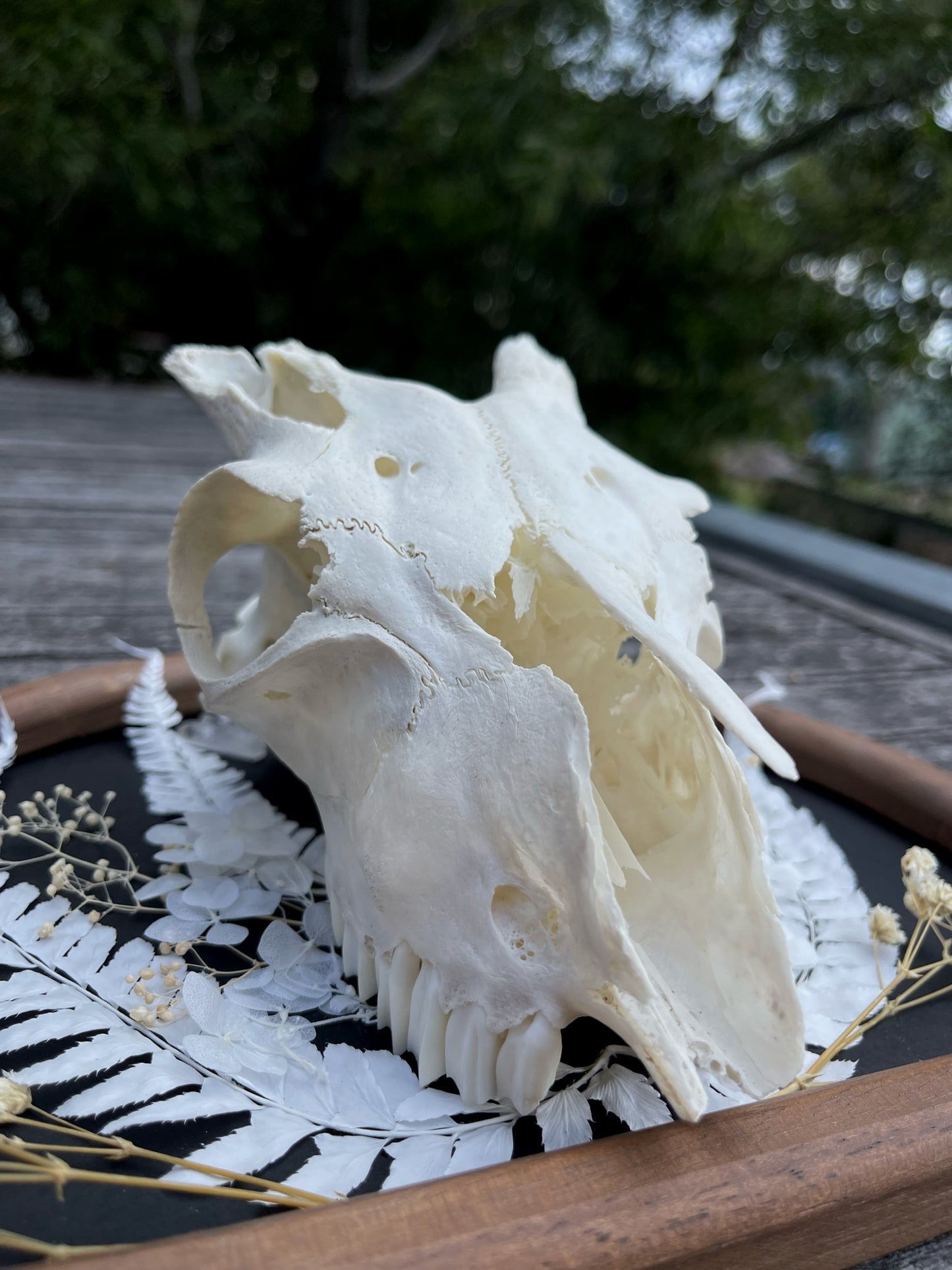 ‘Silver Lining’ Goat Skull Frame