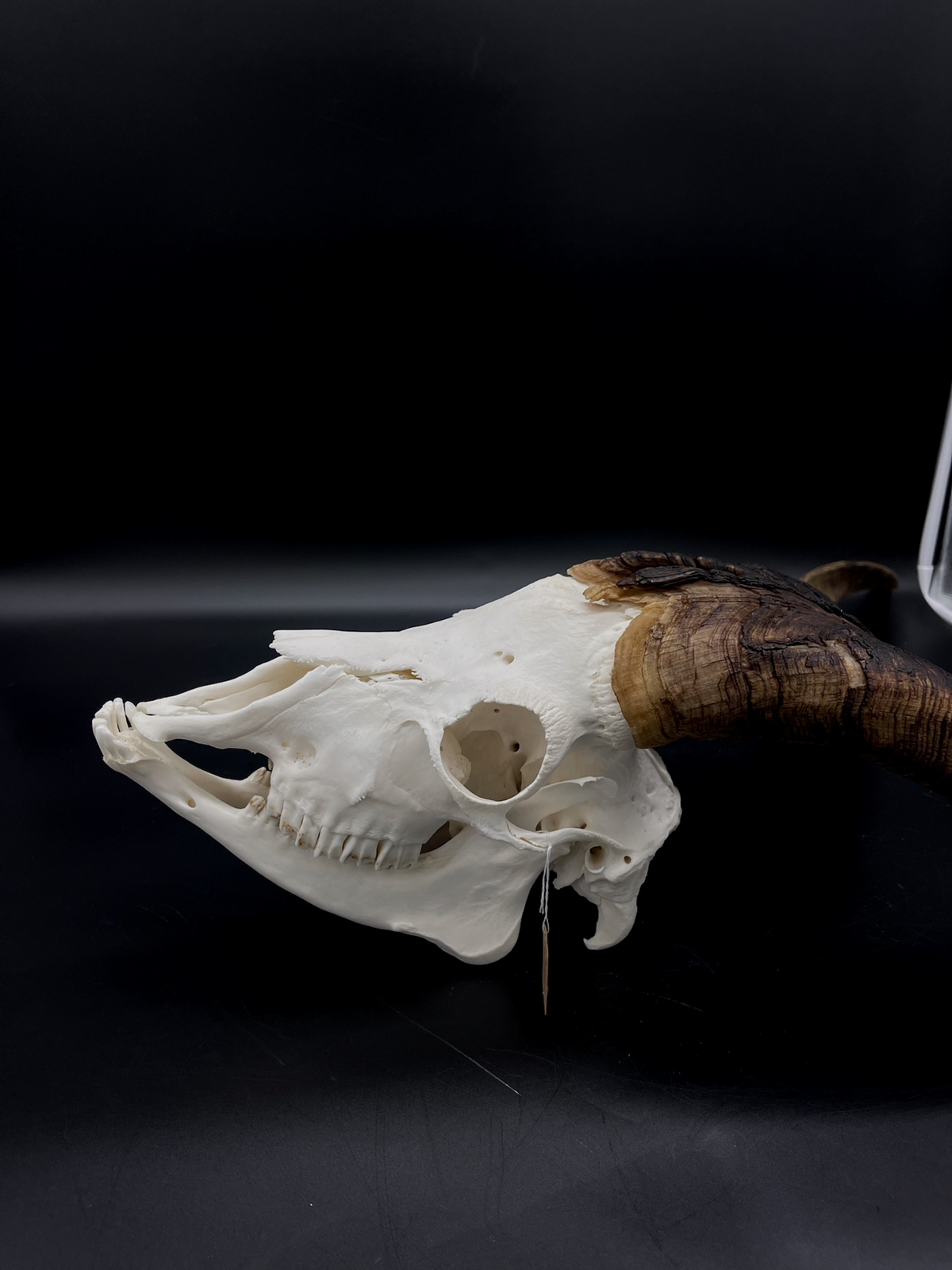 A- Rangeland Billy Goat Skull + Mandibles + VERY IMPRESSIVE HORNS