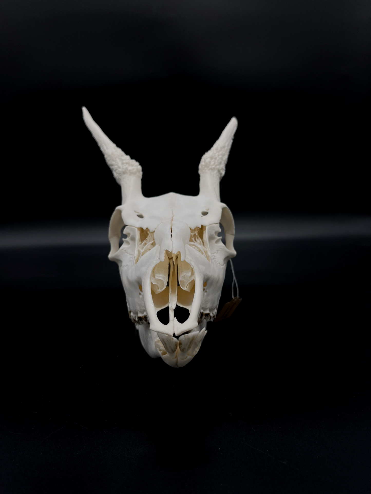 A+ Grade Fallow Spiker Skull With Mandibles