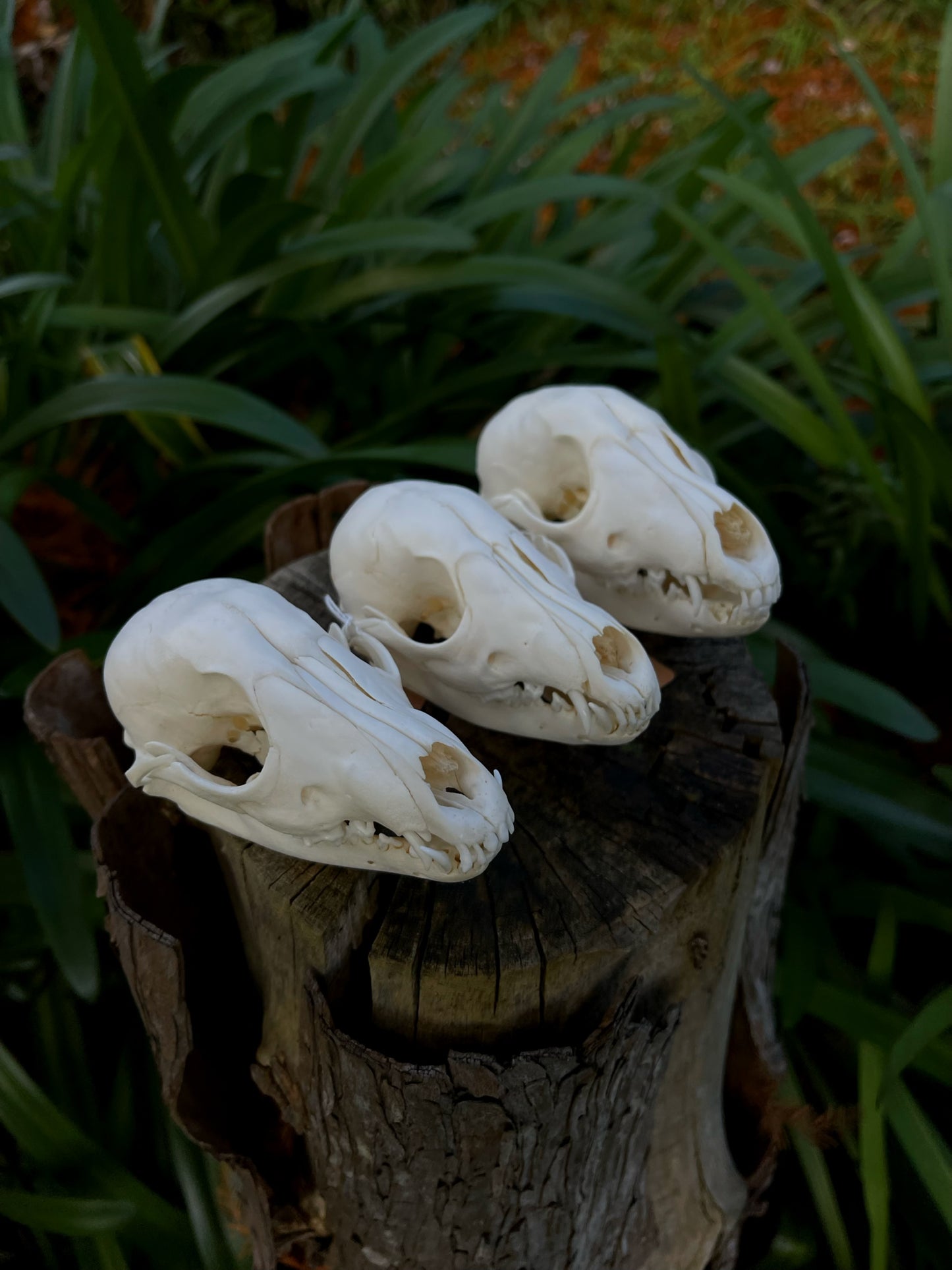 Juvenile Australian Red Fox Kit Skull