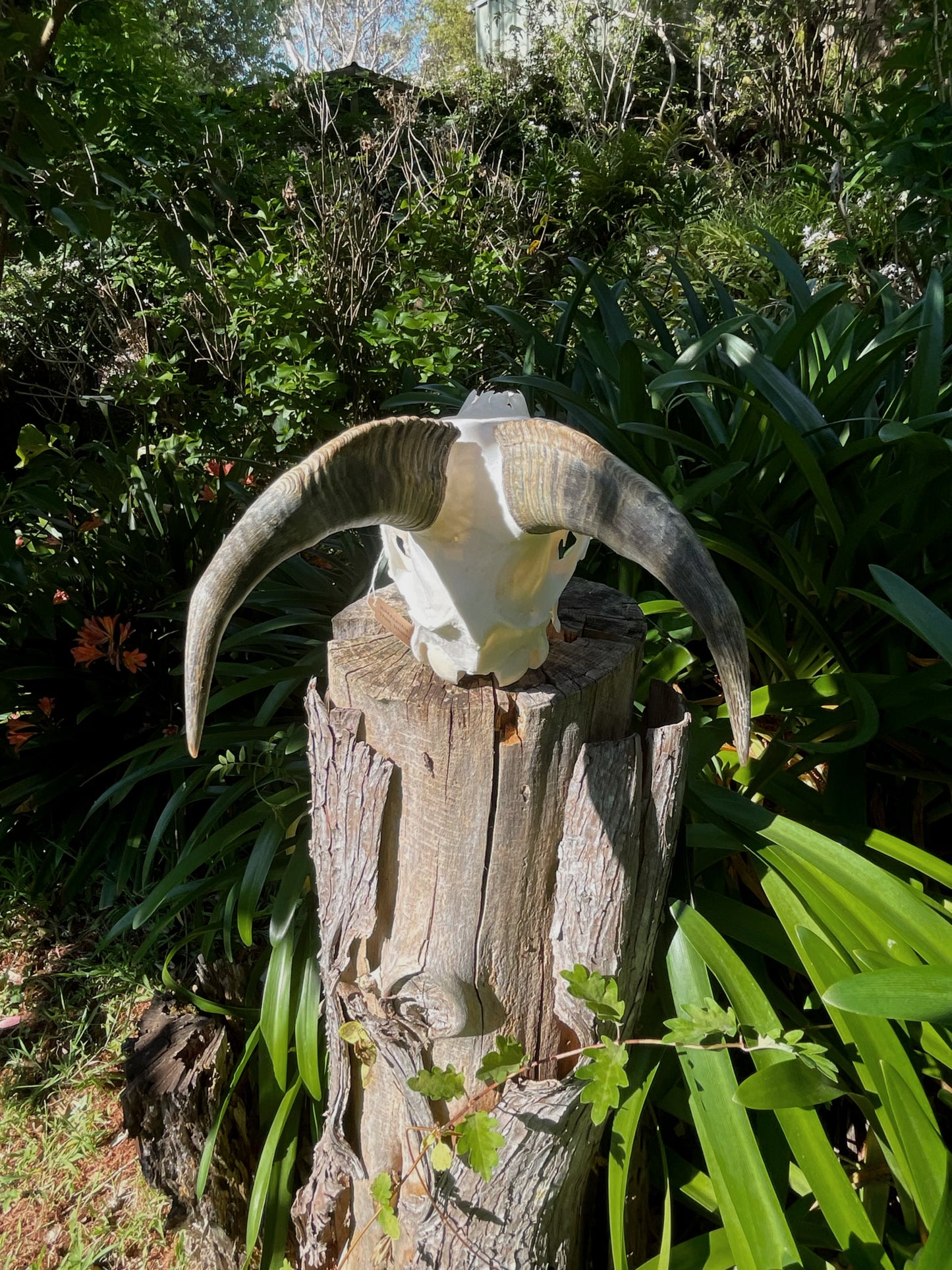 Pathological Himalayan Tahr Nanny (NZ)