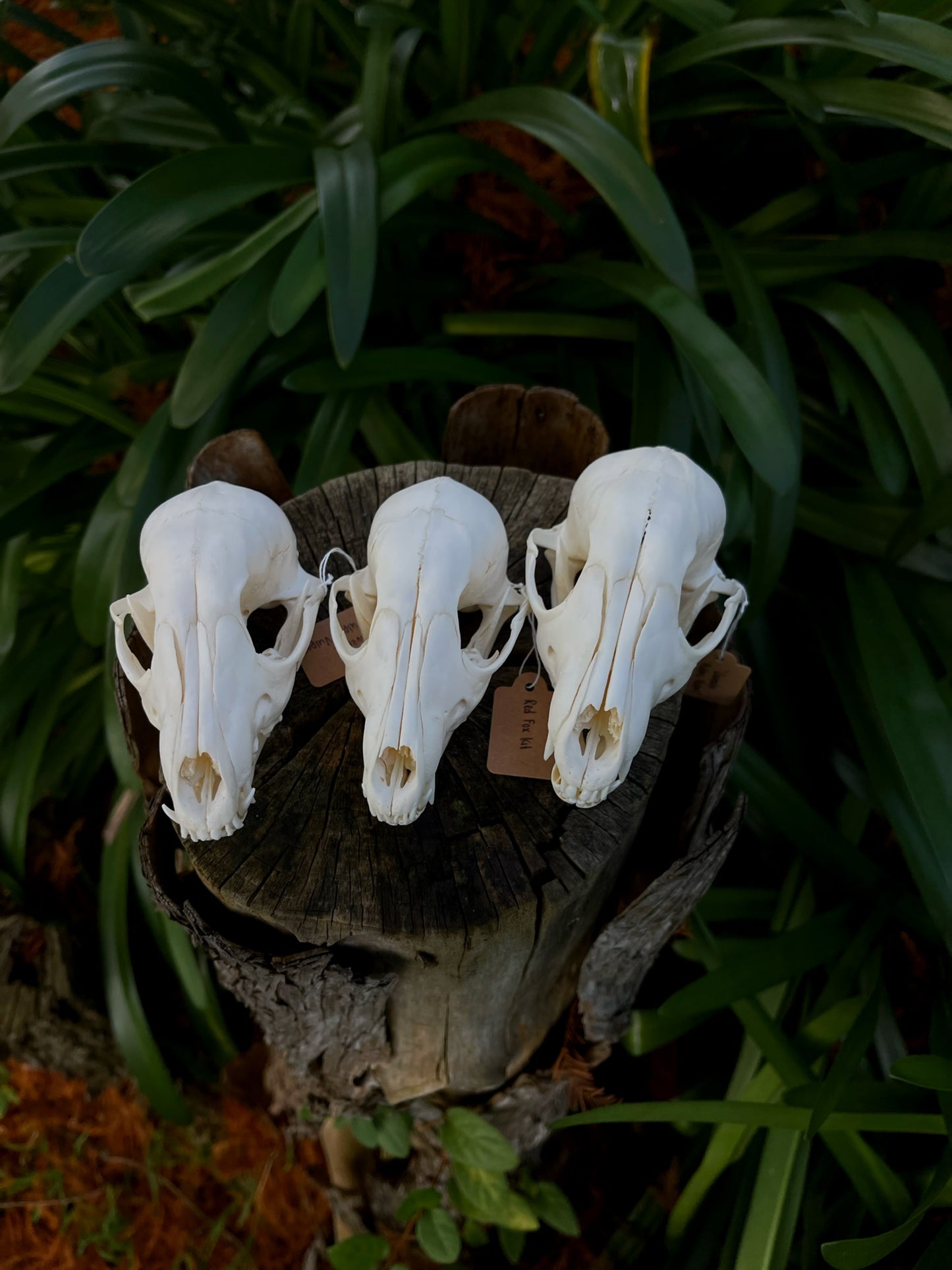 Juvenile Australian Red Fox Kit Skull