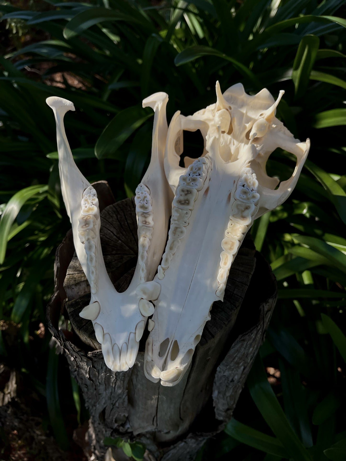 Geriatric Wild Pig Skull
