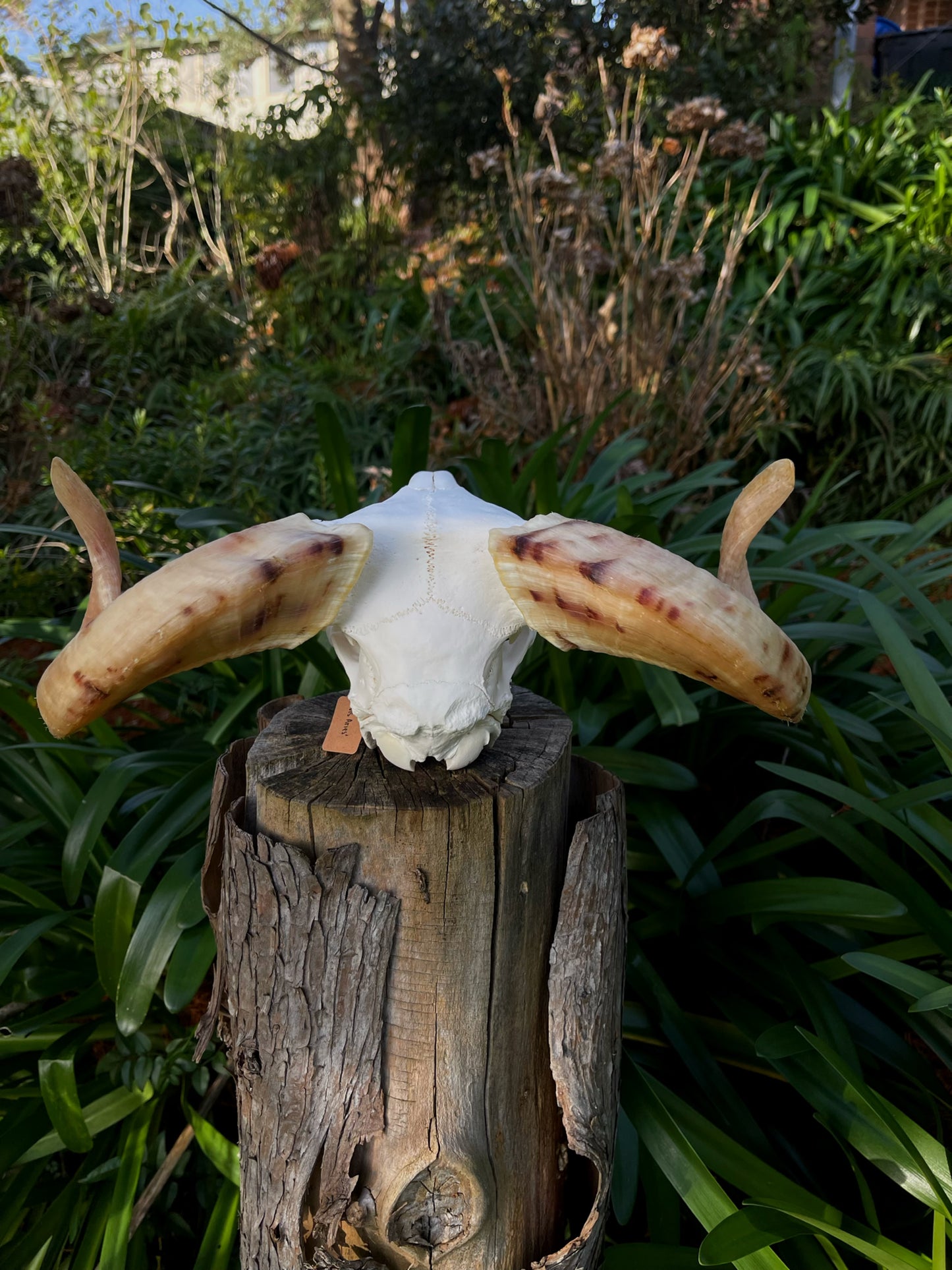 A+ Grade Juvenile Dorset Horned Ram