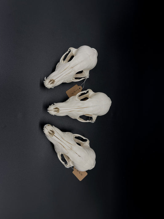 B Grade Juvenile Australian Red Fox Kit Skull