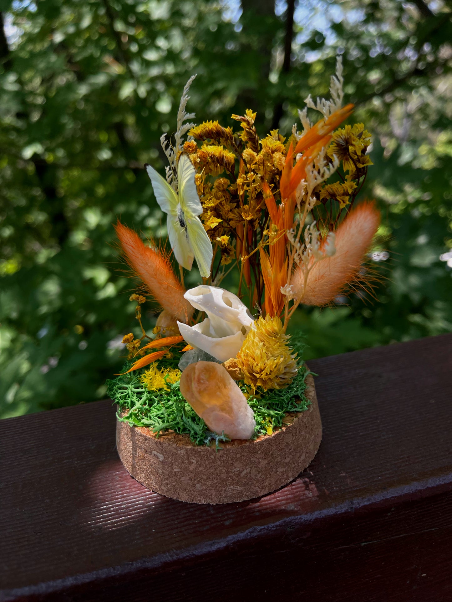 ‘Energy’ Turtle Skull Dome with Common Emigrant Butterfly