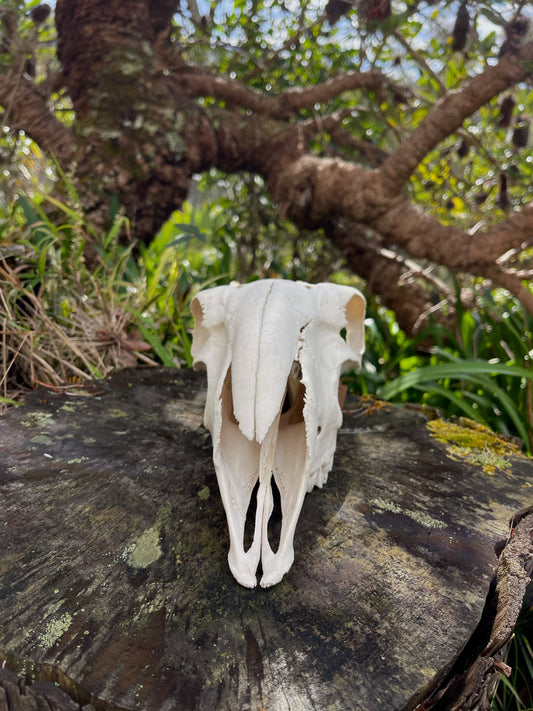 Border Leicester Stud Ram Skull #1