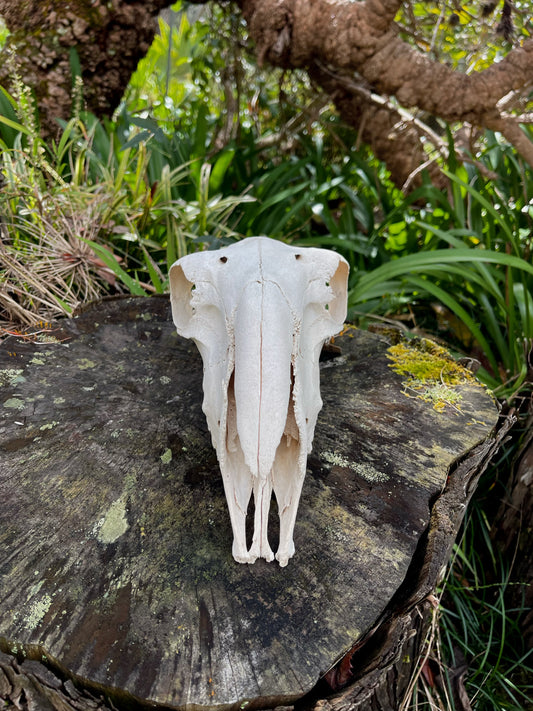 Border Leicester Stud Ram Skull #2