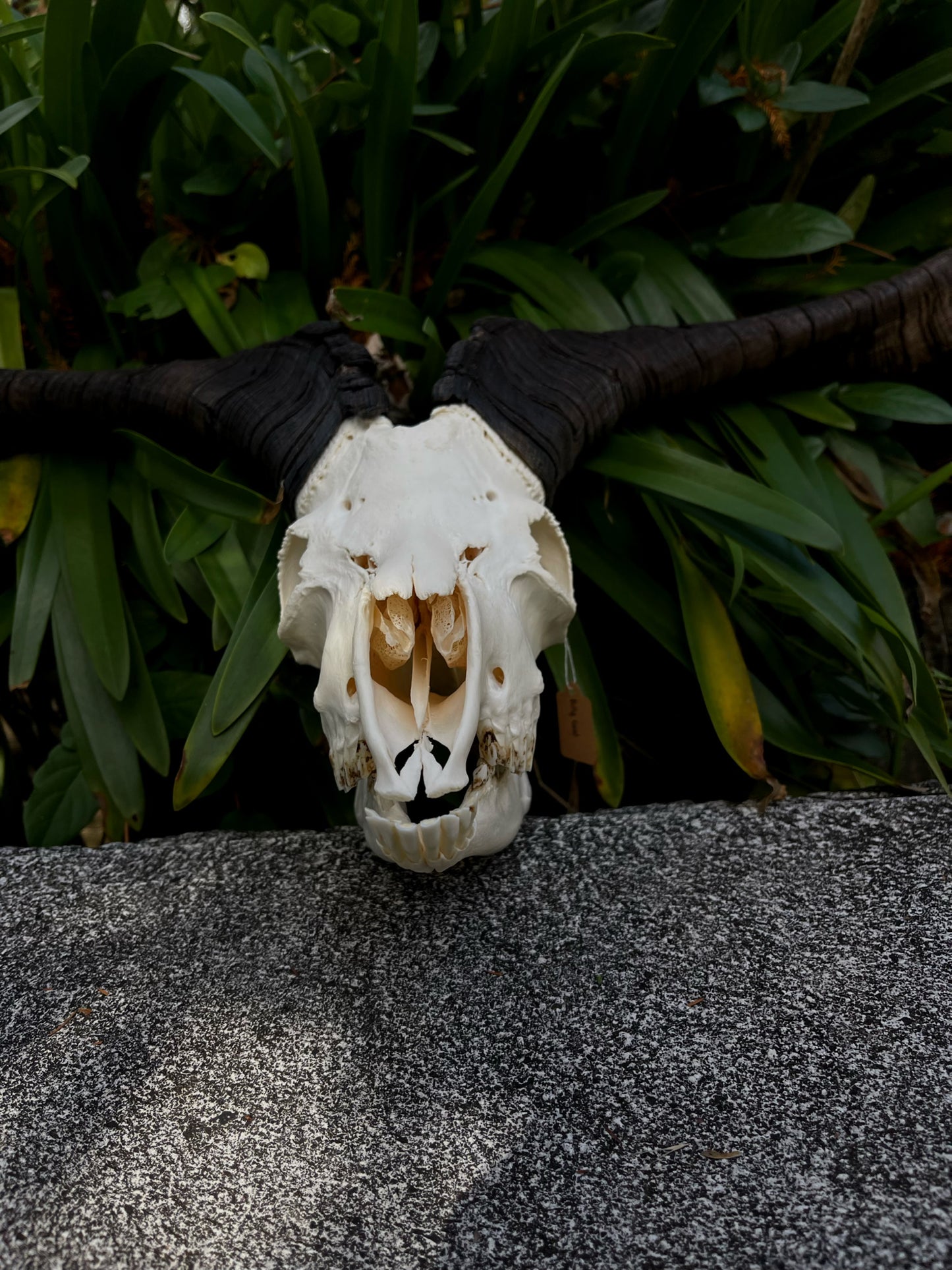 34” Billy Goat Skull/ Euro mount (MANDIBLES INCLUDED)