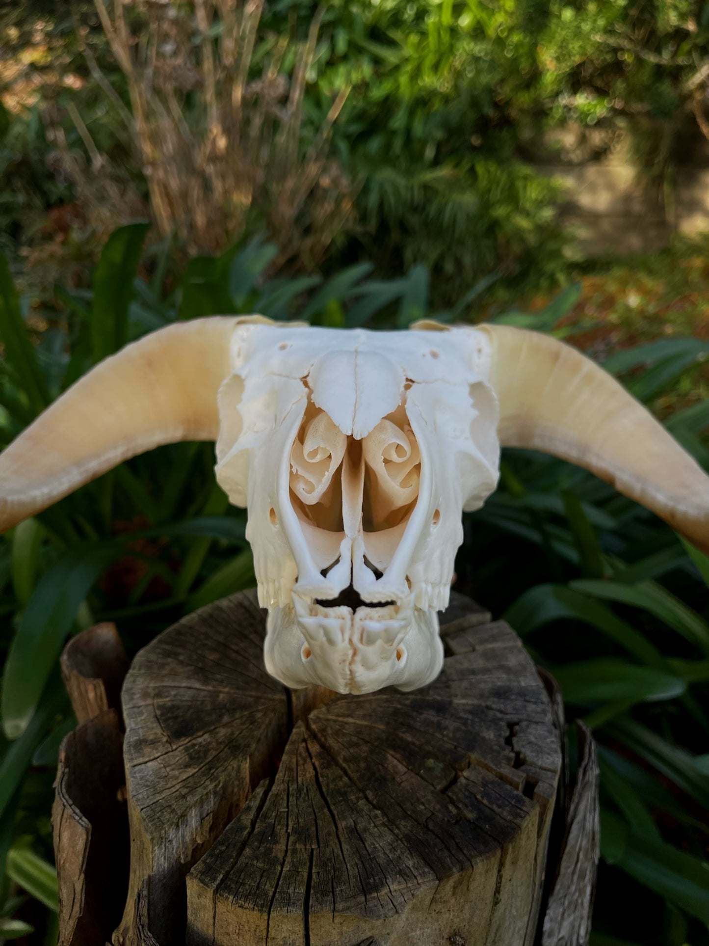 A+ Grade Juvenile Dorset Horned Ram