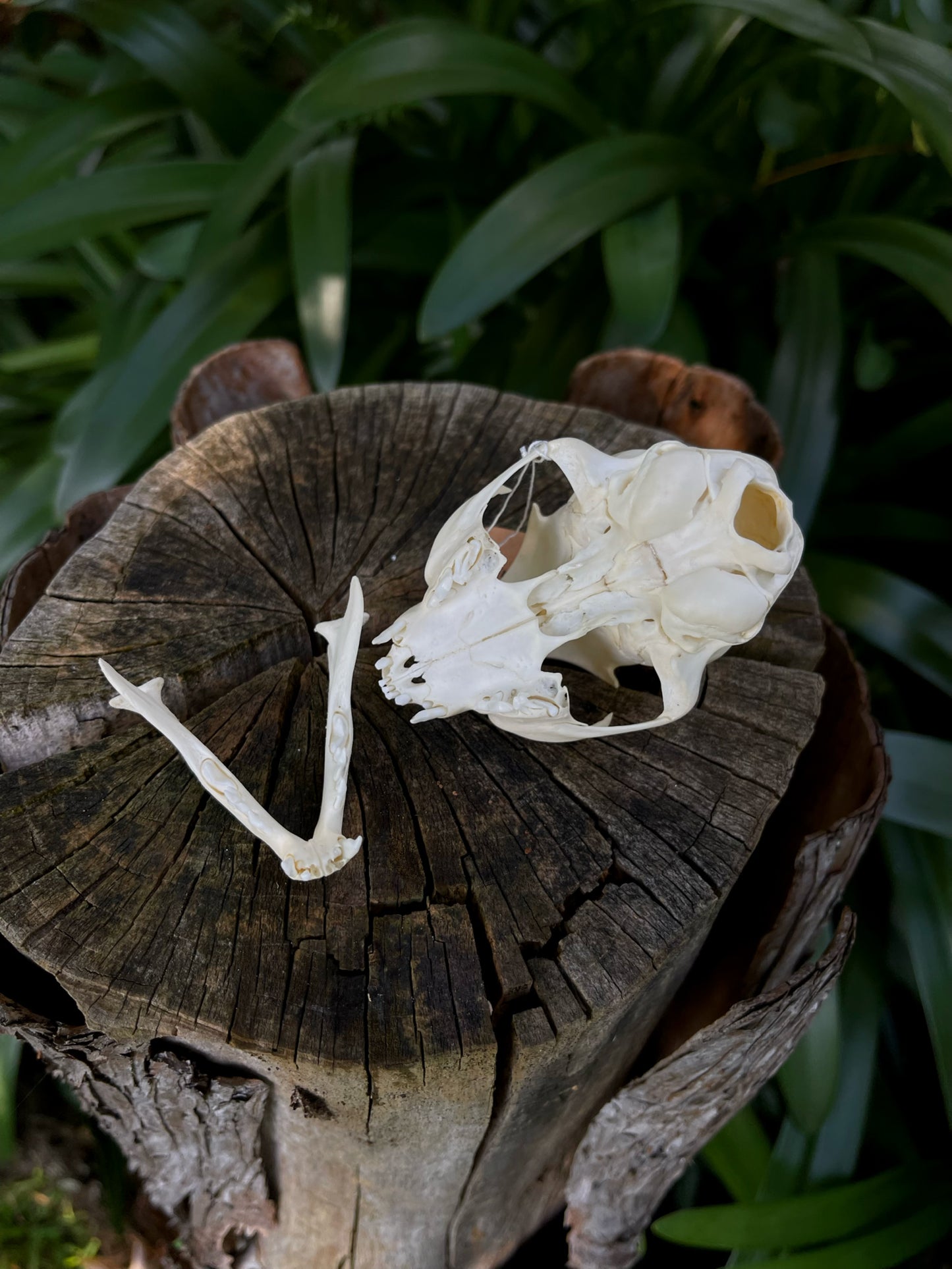 Feral Kitten Skull (B Grade)