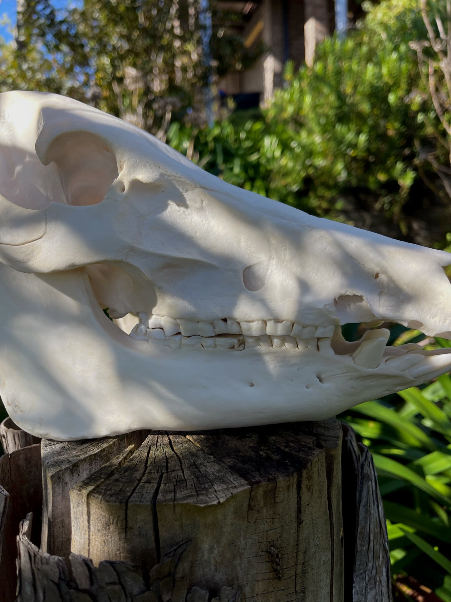 Geriatric Wild Pig Skull