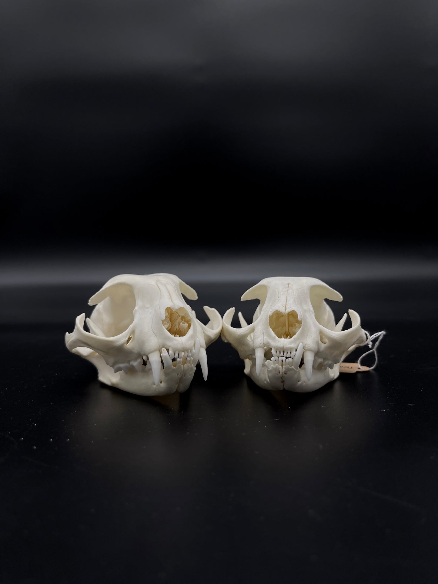 B Grade Feral Cat Skull