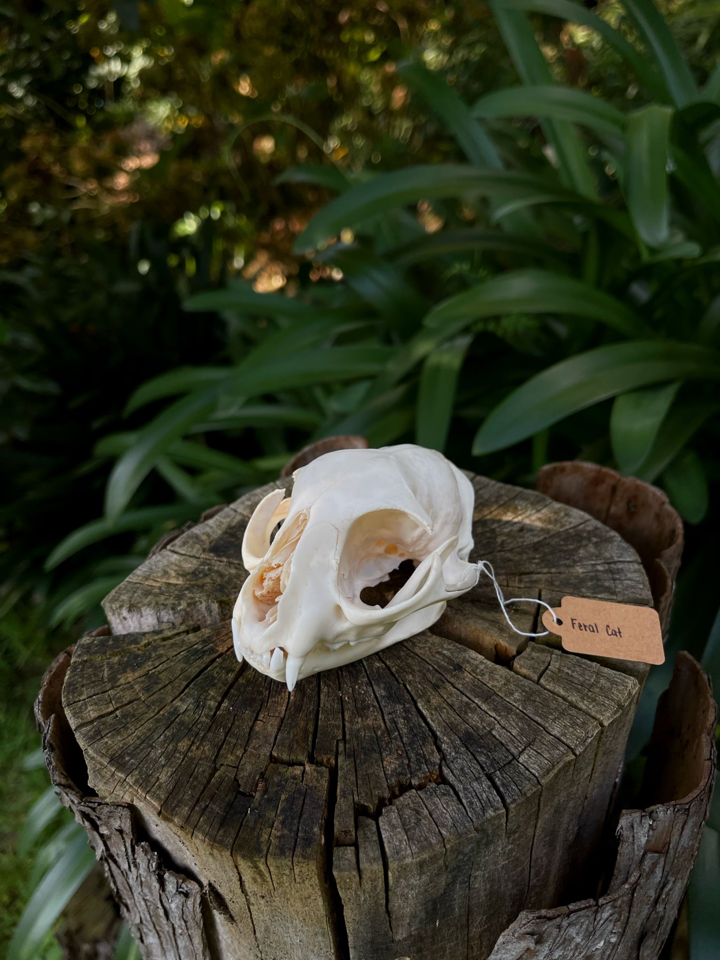 XL Feral Cat skull (B-Grade)