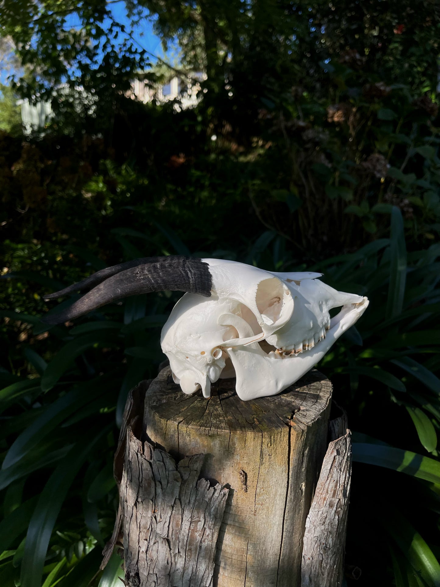 Goat Skull (B Grade)