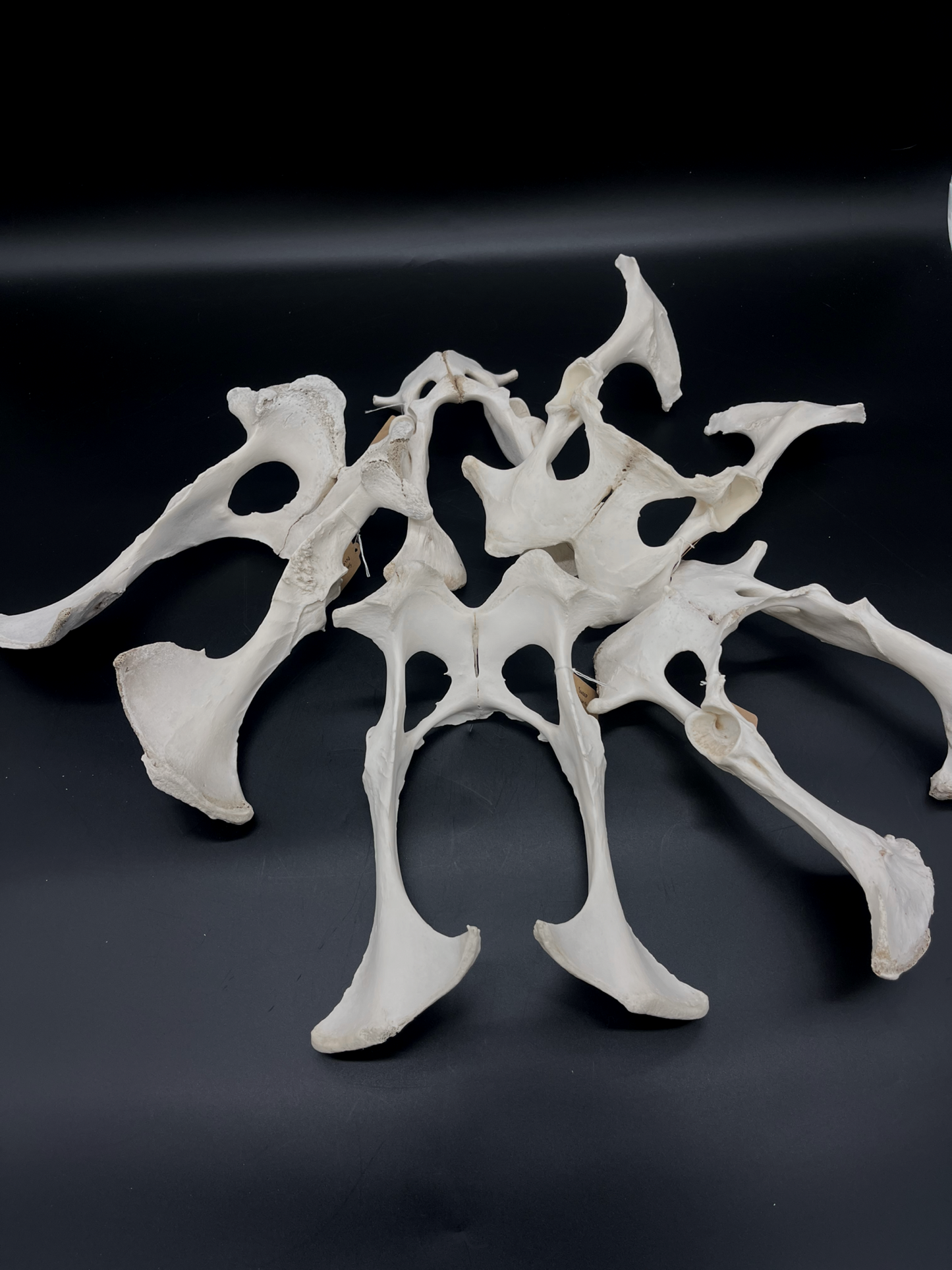 Sheep Pelvis