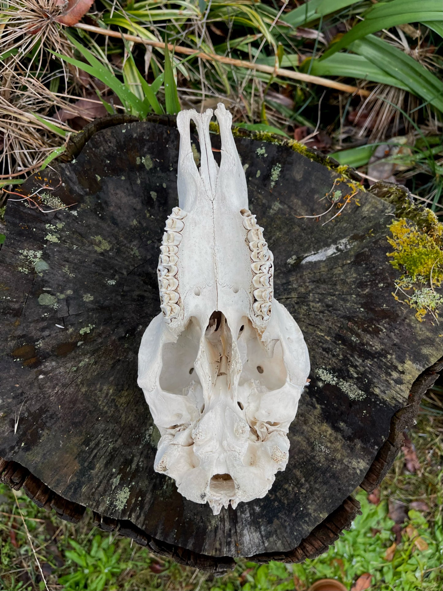 Border Leicester Stud Ram Skull #2