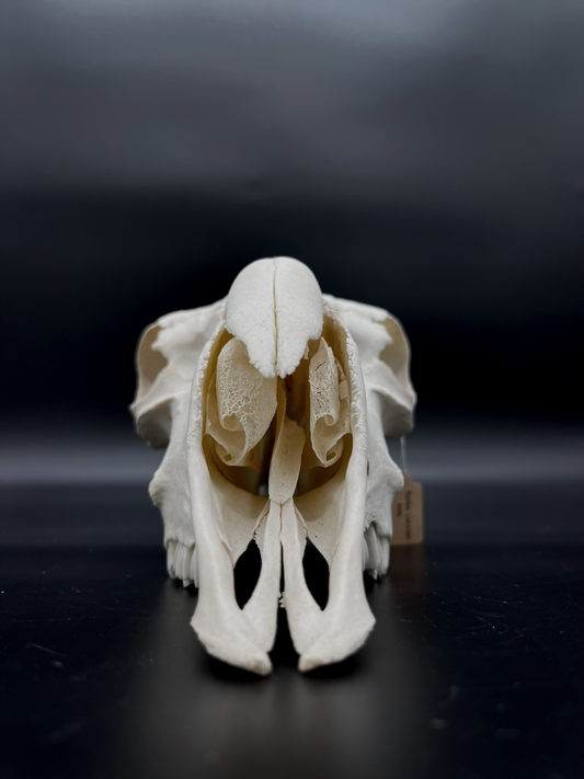 A- Grade Border Leicester Stud Ram Skull (Slight Wry Nose)