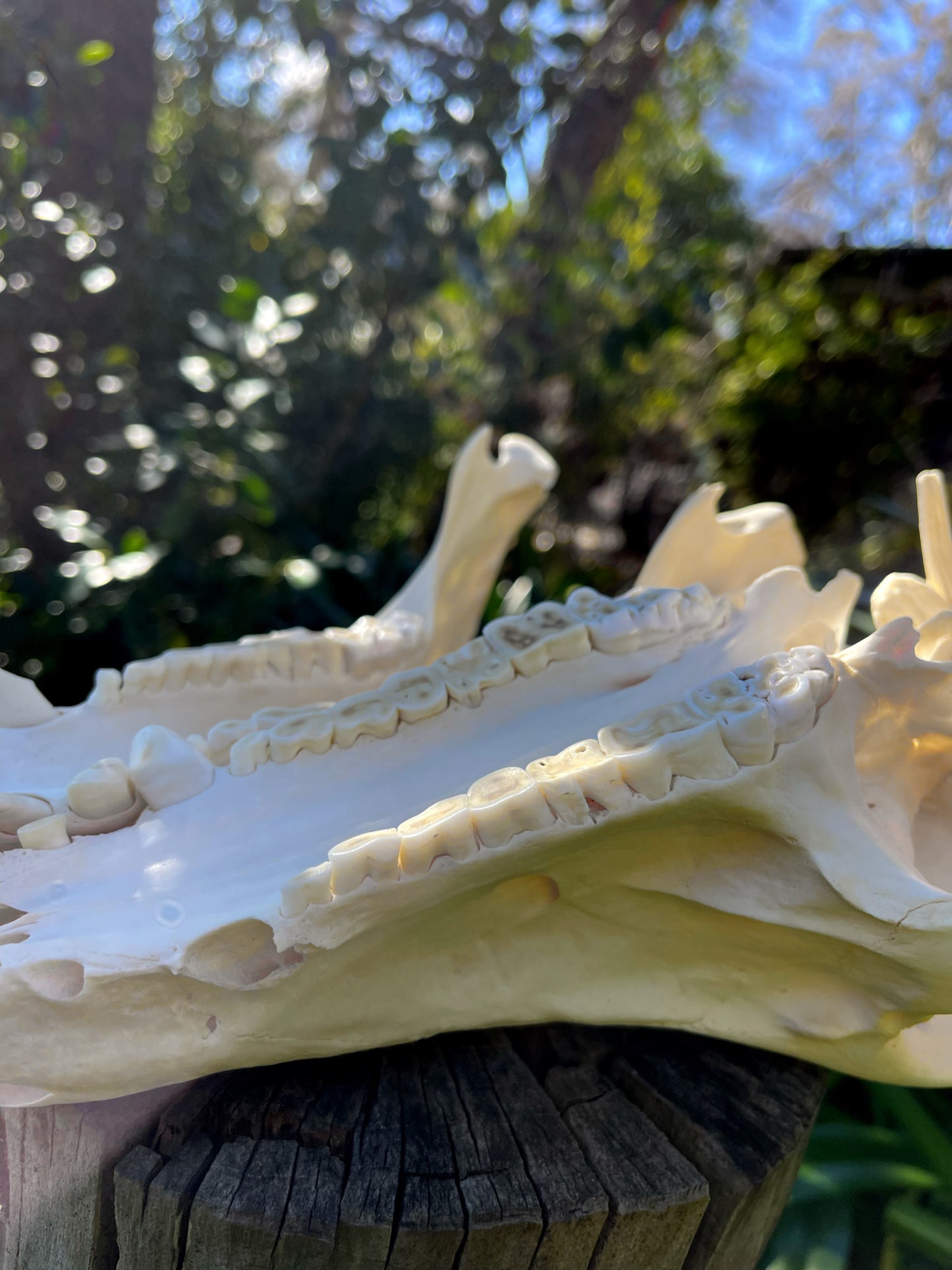 Geriatric Wild Pig Skull