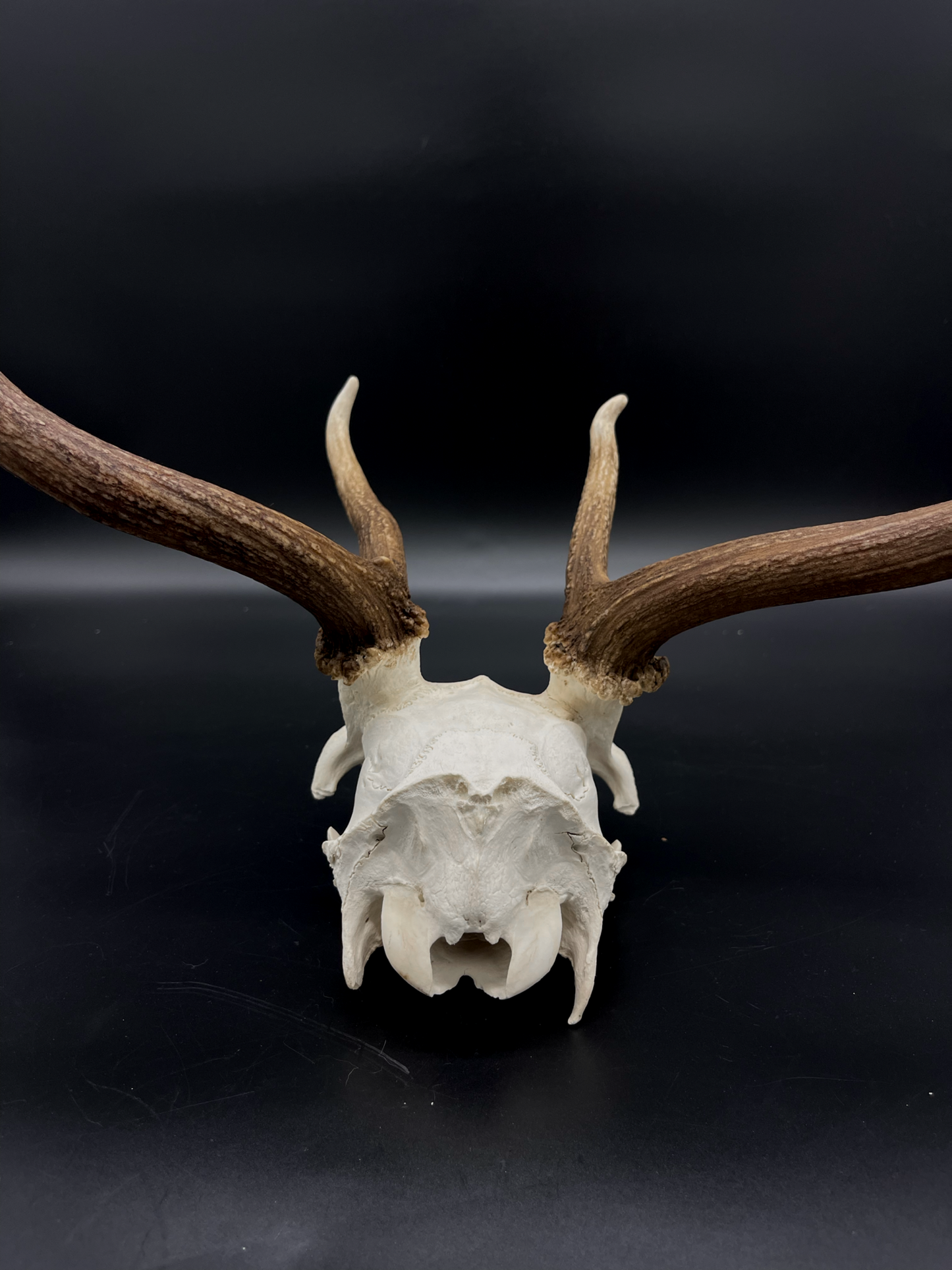 B Grade Fallow Buck Skull Cap
