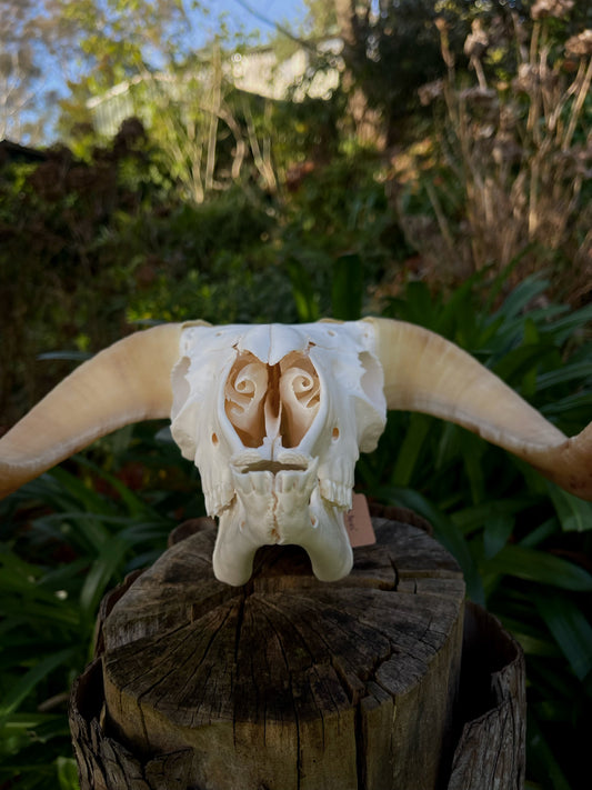 A+ Grade Juvenile Dorset Horned Ram