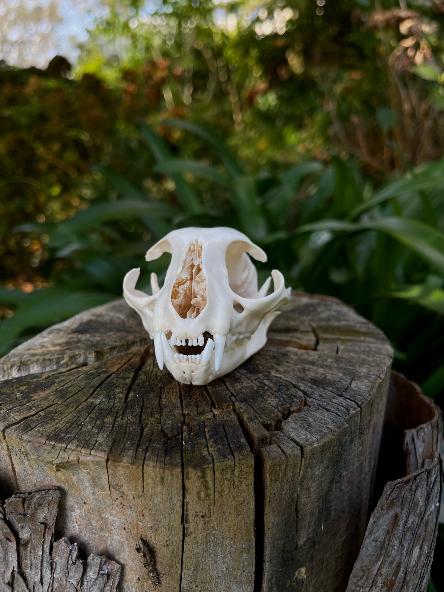 XL Feral Cat skull (B-Grade)