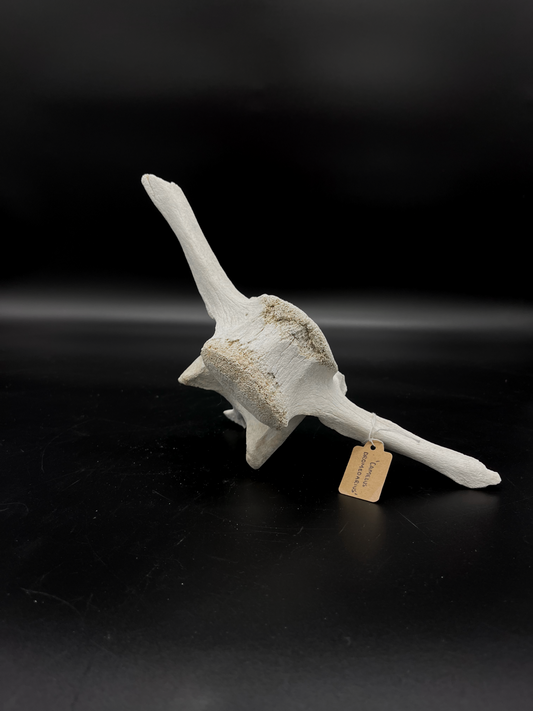 Craft Grade Camel Vertebrae #1