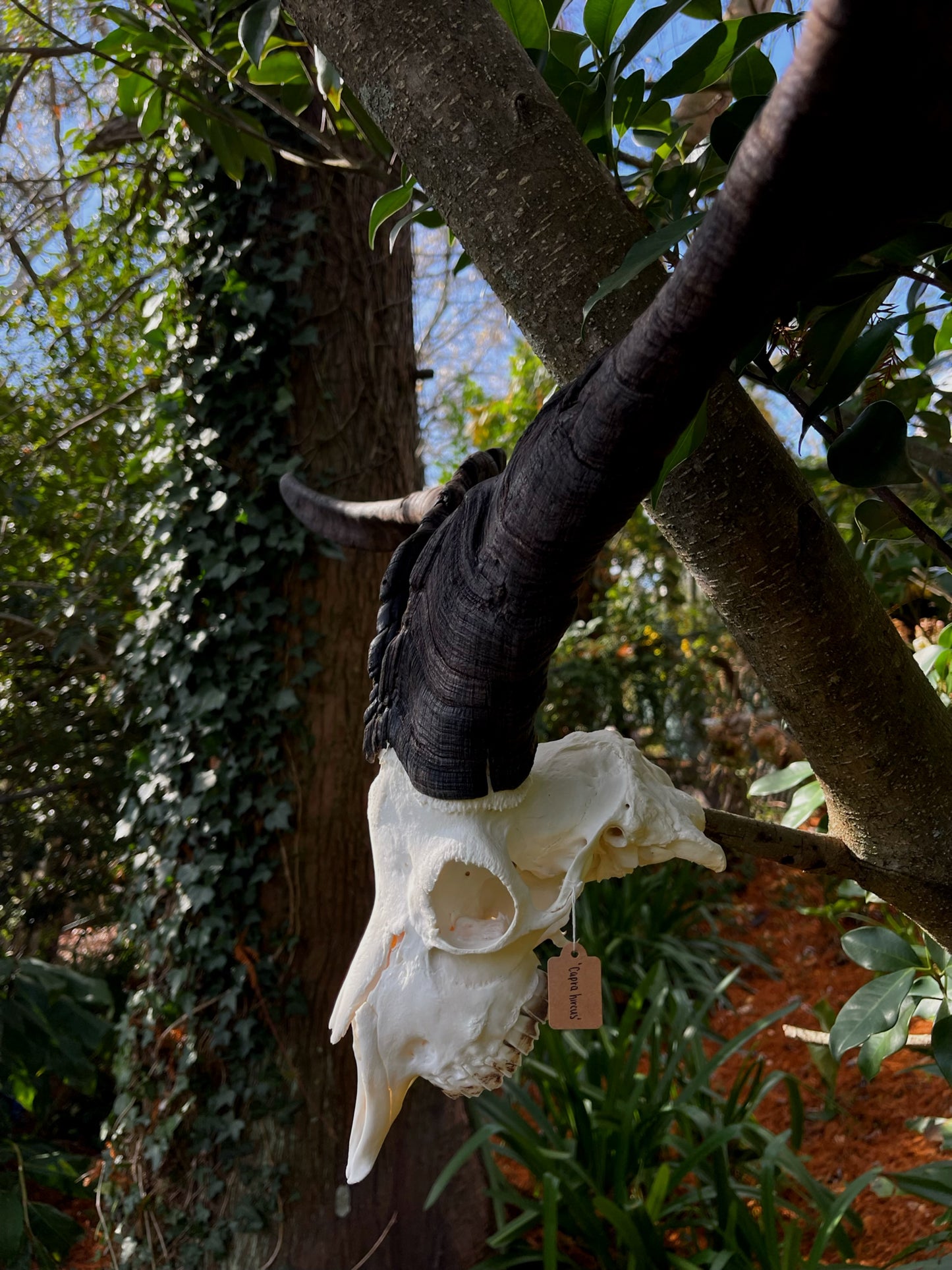 34” Billy Goat Skull/ Euro mount (MANDIBLES INCLUDED)