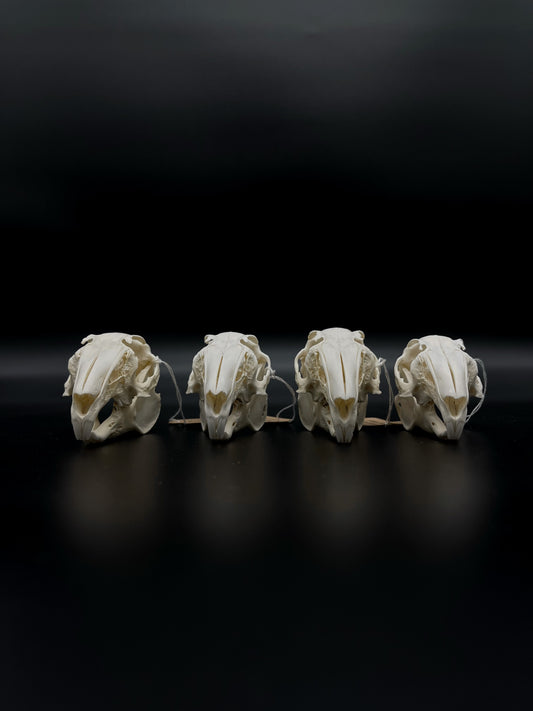 (A Grade) European Rabbit Skull