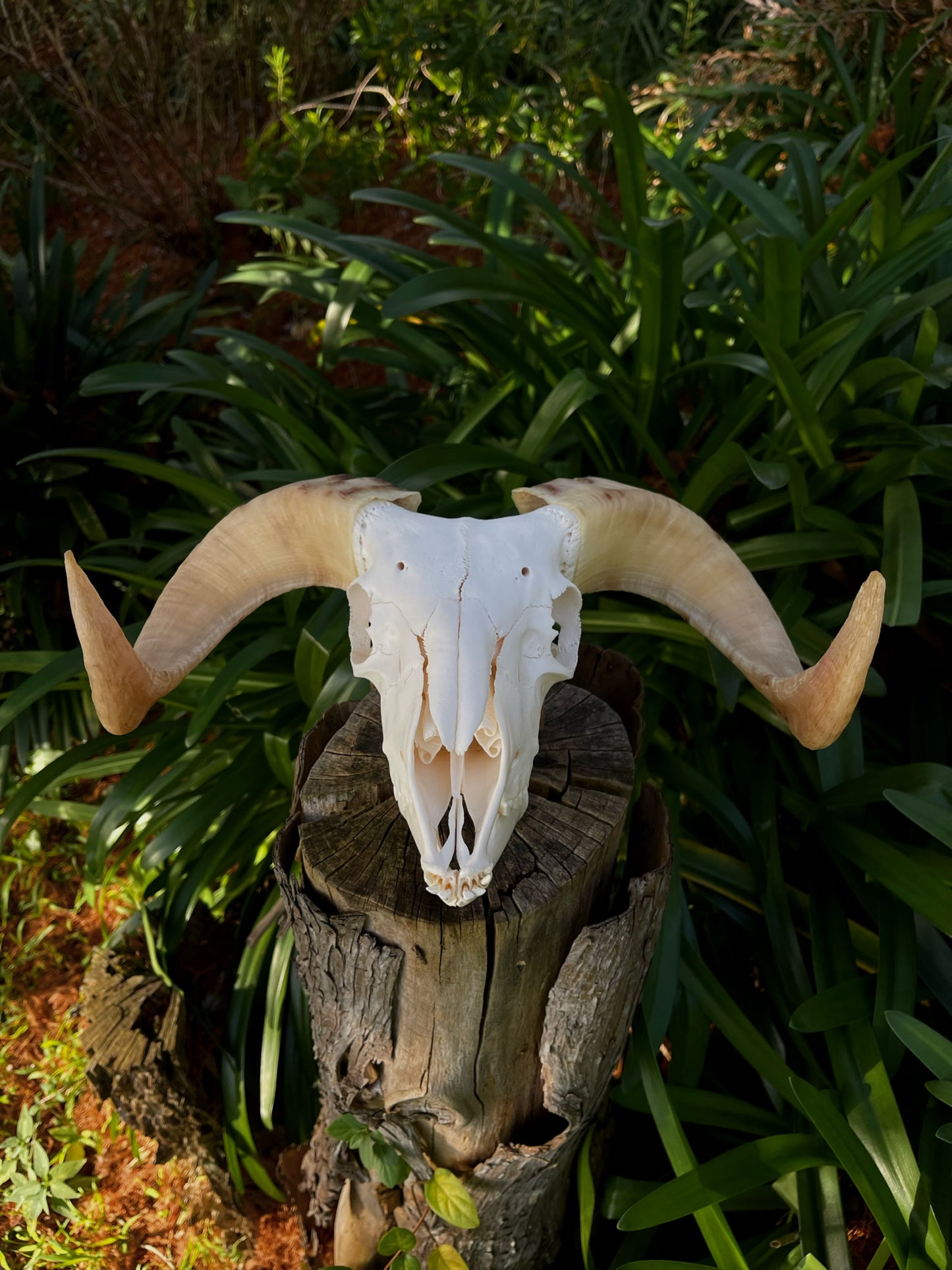 A+ Grade Juvenile Dorset Horned Ram