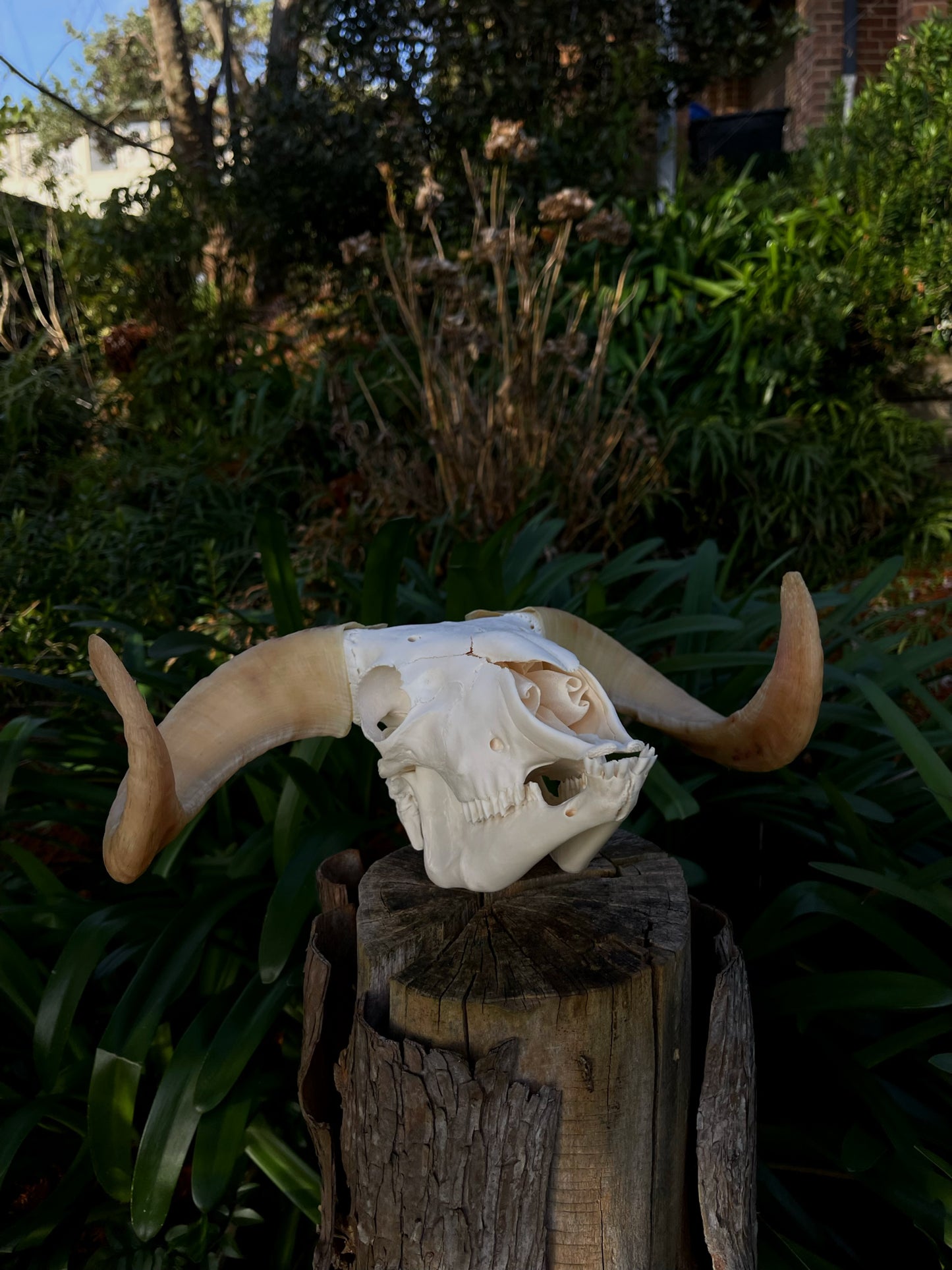 A+ Grade Juvenile Dorset Horned Ram