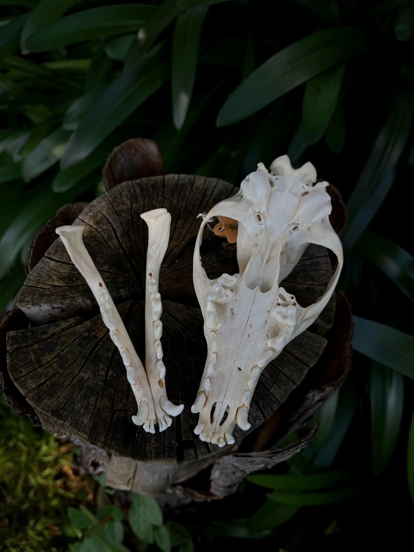 Red Fox skull (B Grade)