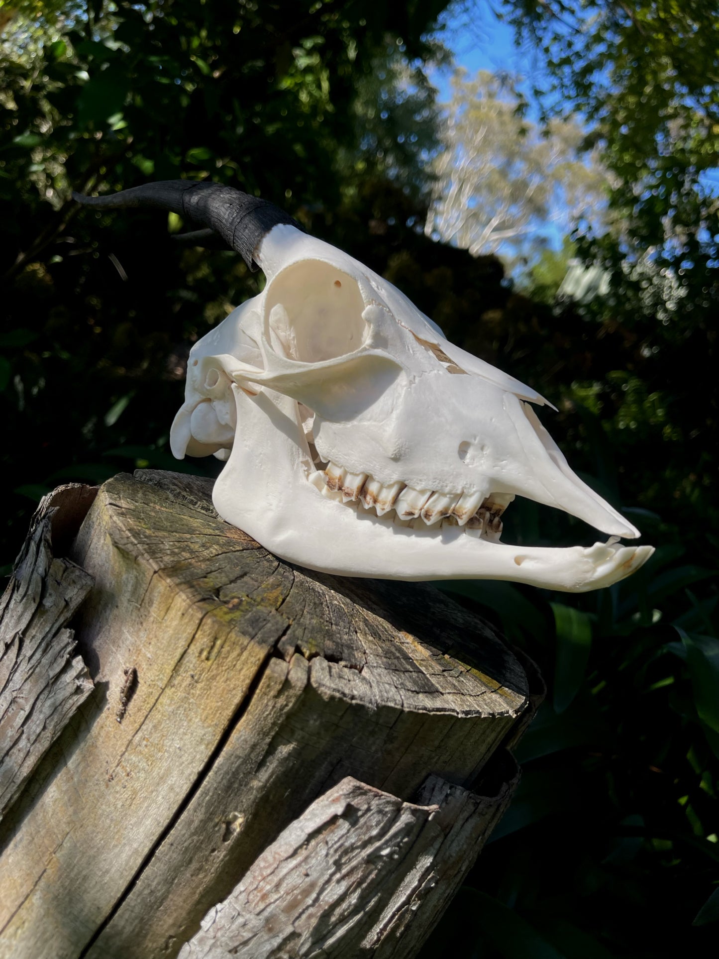 Goat Skull (B Grade)