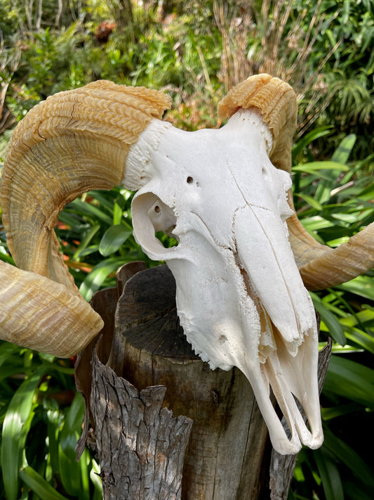Australian Merino Ram Skull