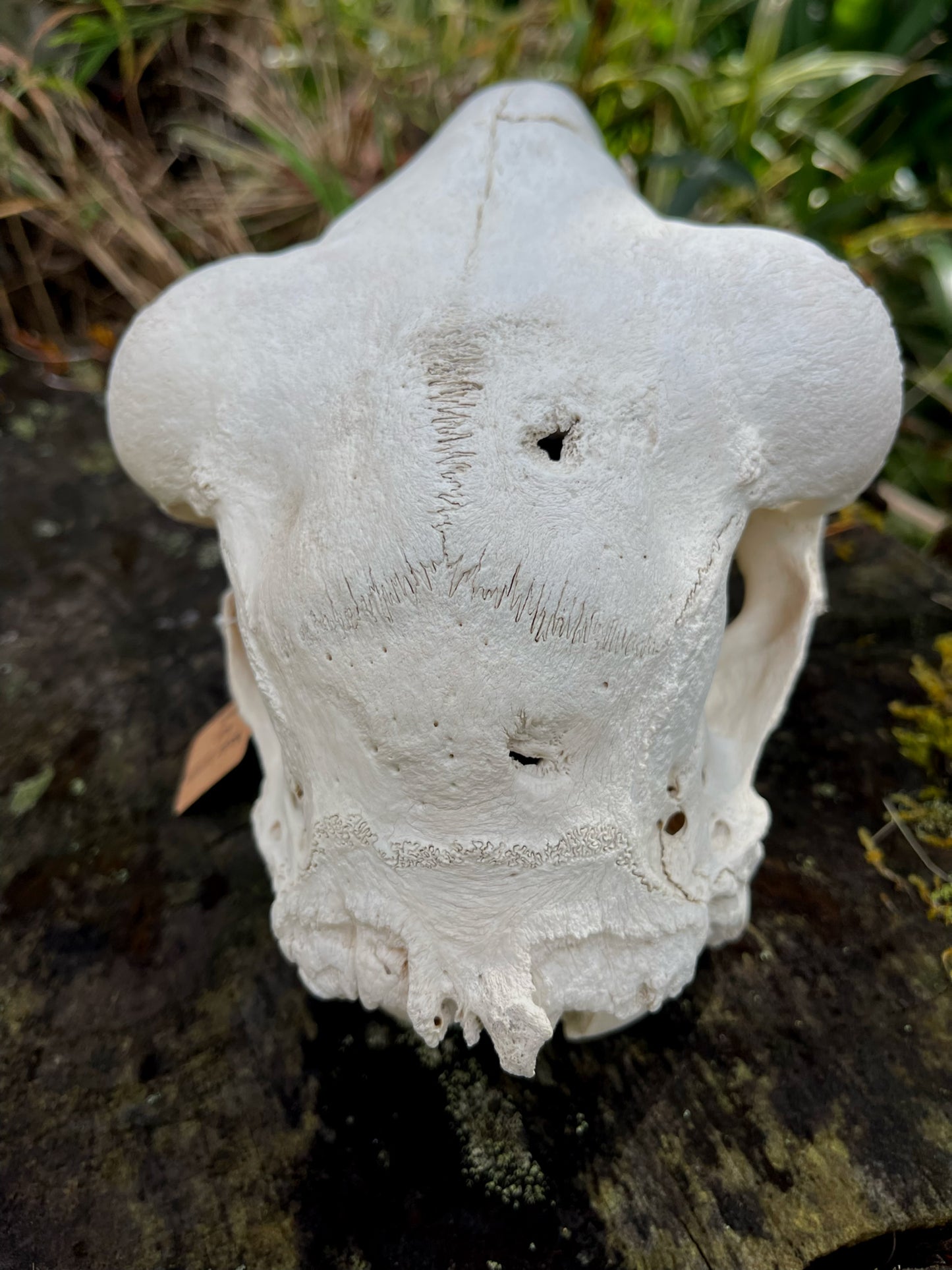 Border Leicester Stud Ram Skull #2