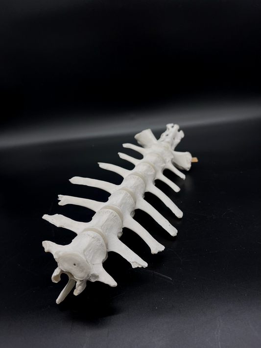 B Grade Articulated Sheep Spine