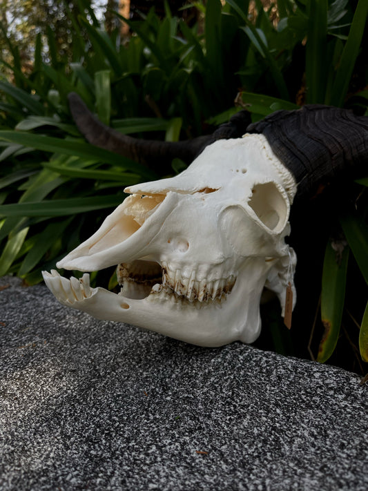 34” Billy Goat Skull/ Euro mount (MANDIBLES INCLUDED)