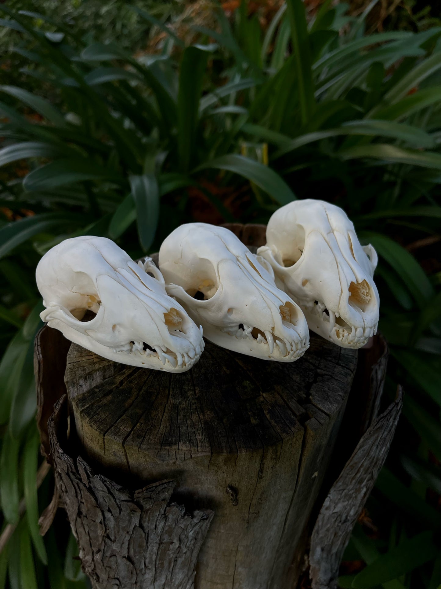 Juvenile Australian Red Fox Kit Skull