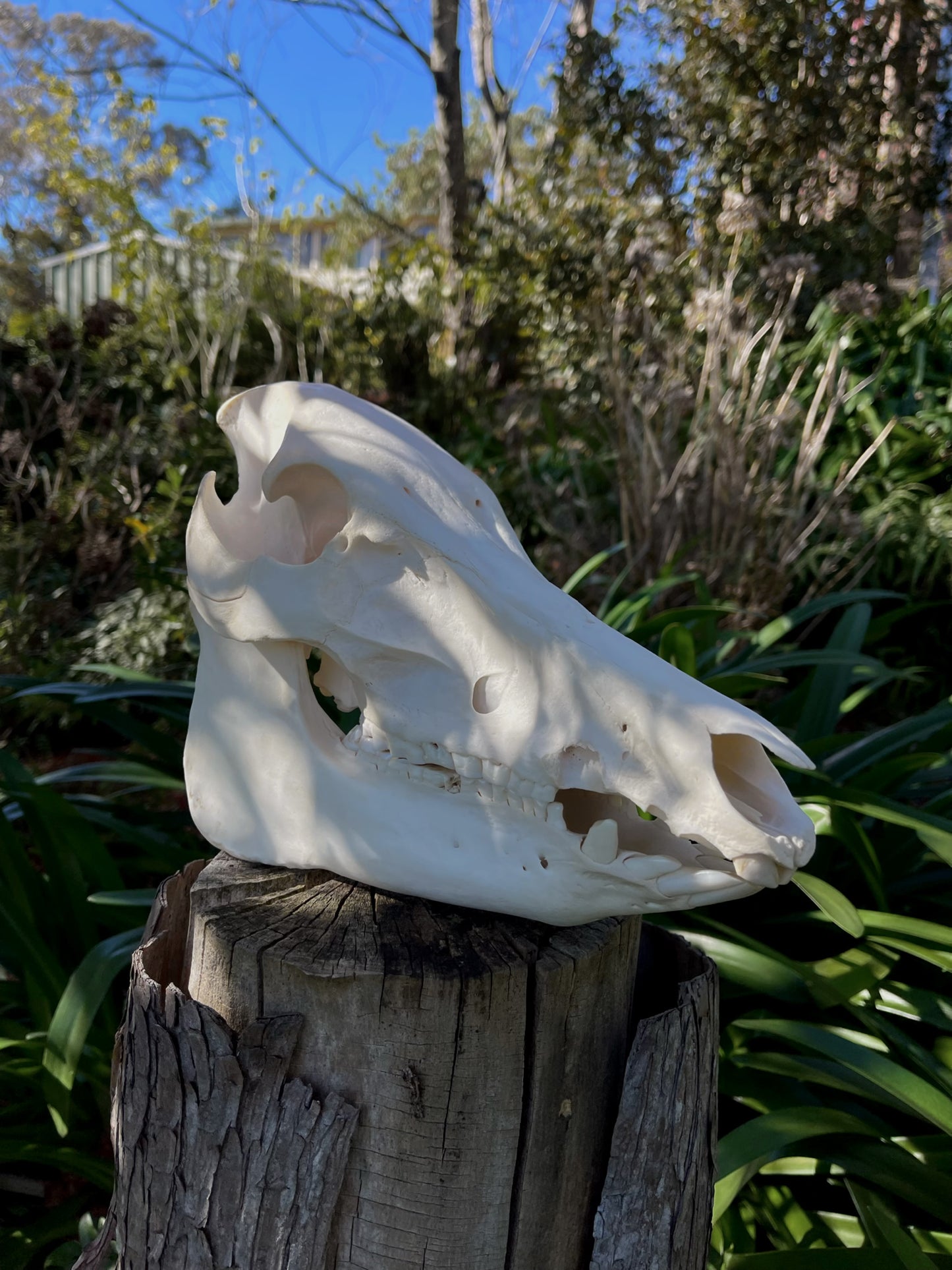 Geriatric Wild Pig Skull
