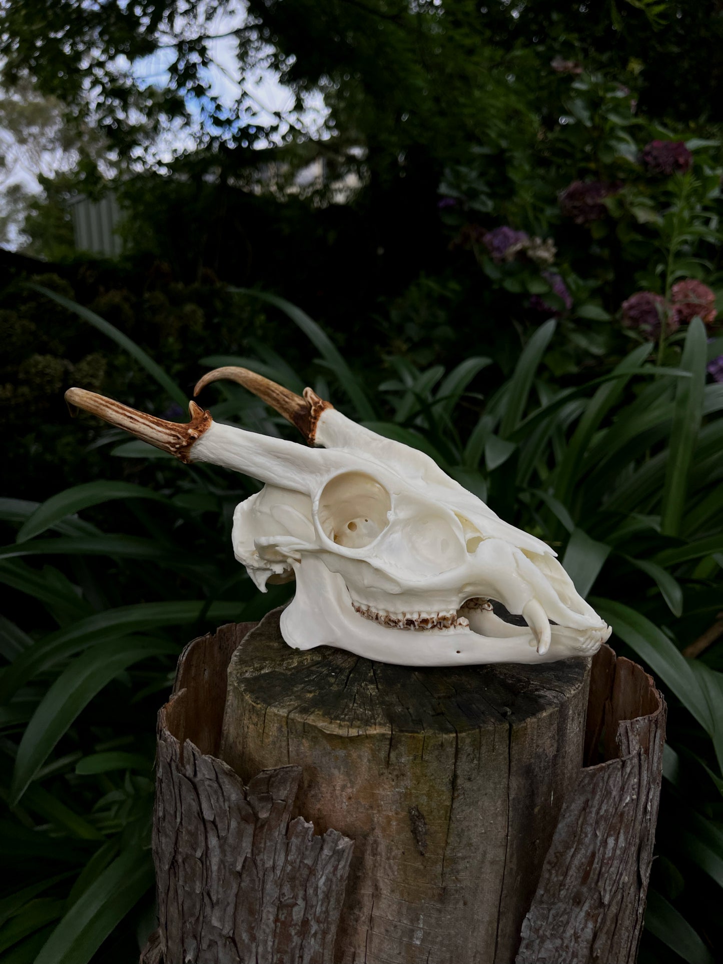 Reeves’s Muntjac Skull (UK)