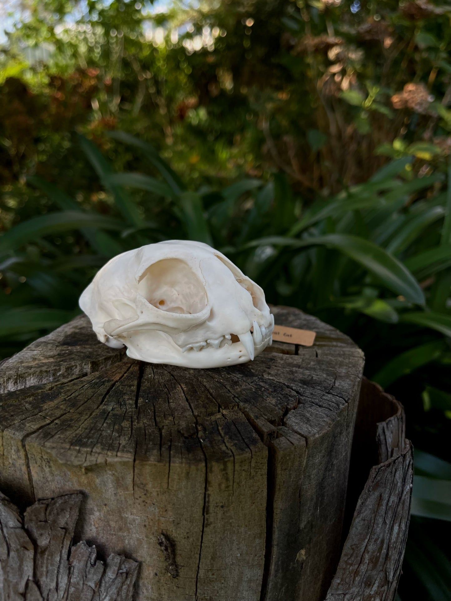 XL Feral Cat skull (B-Grade)