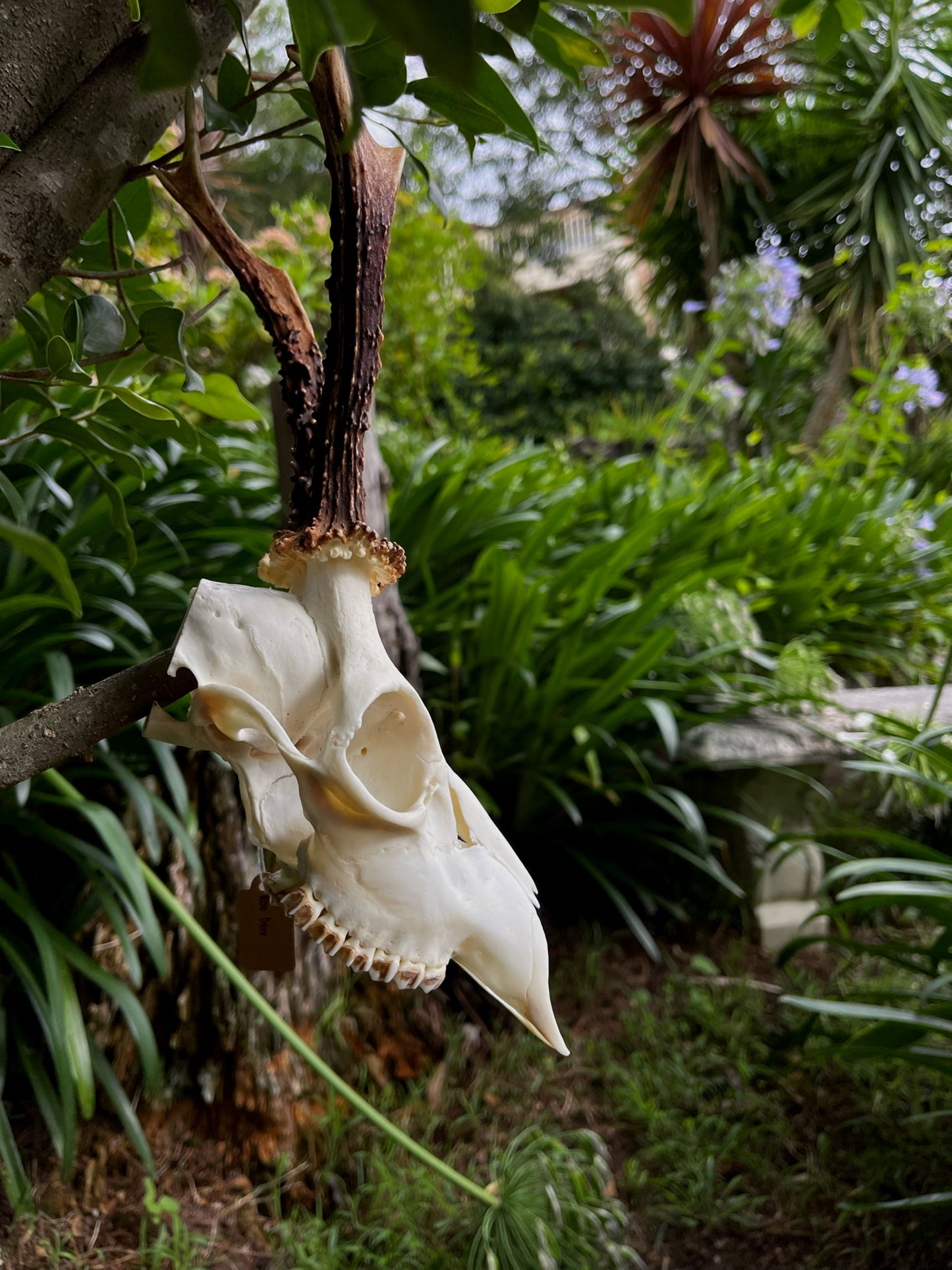 8” Roe Deer Skull (Poland)