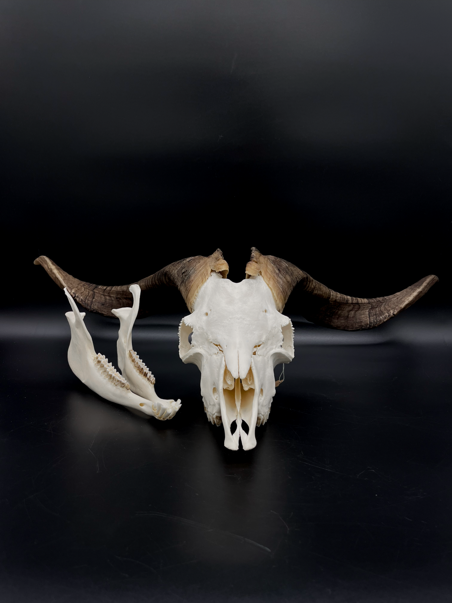 A+ Grade Rangeland Billy Skull with Mandibles