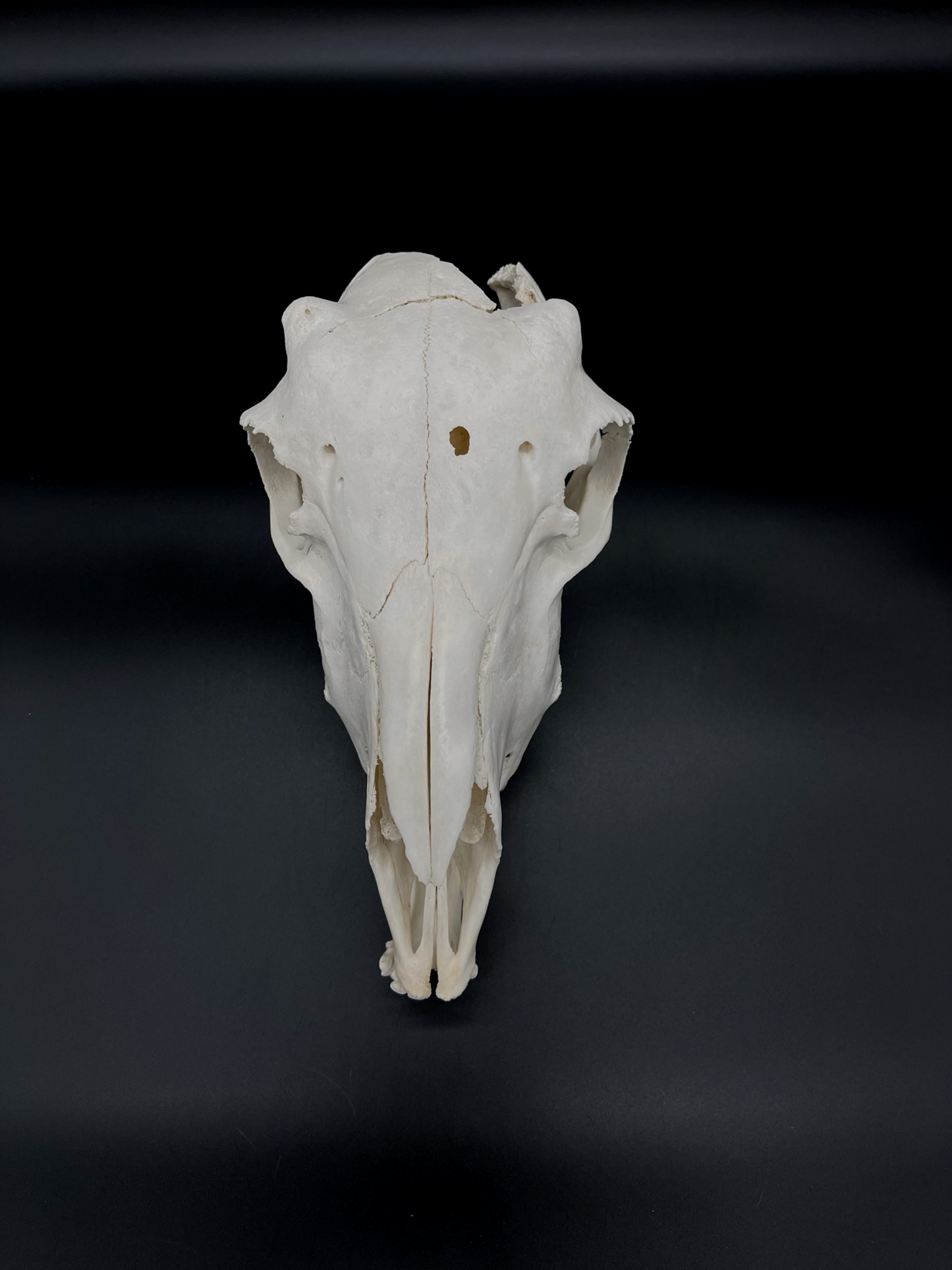 Craft Grade Merino X Border Ewe Skull