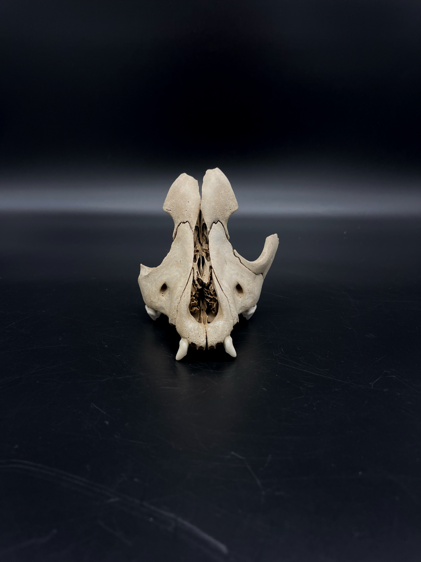Craft Grade Domestic Dog (Large Brachycephalic breed) partial skull