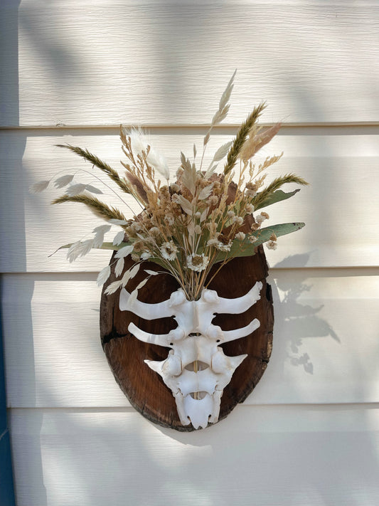 Mounted Wild boar Sacrum & Lumbar