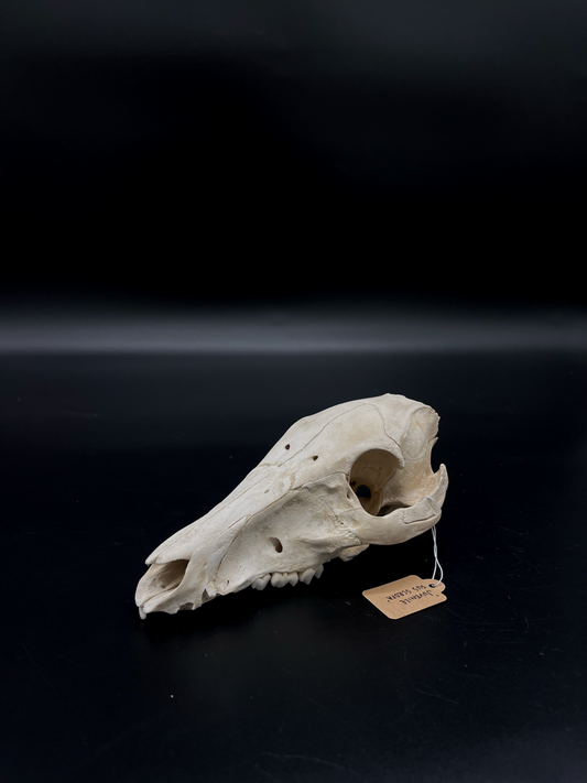 Craft Grade Feral Piglet Skull