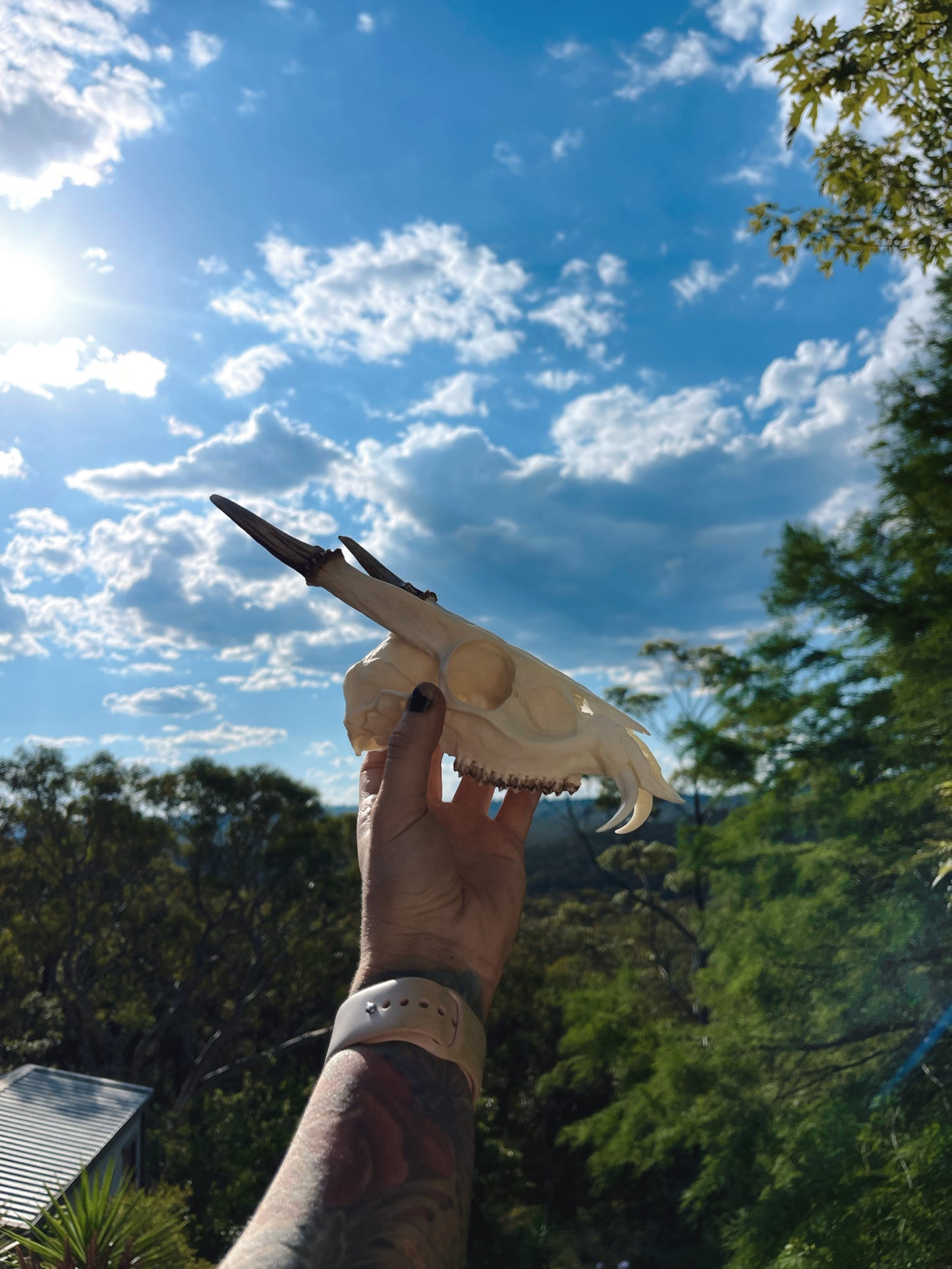Reeves' muntjac skull (Muntiacus reevesi)